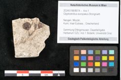 Foto (Objekt + Etikett) von Glyptostrobus europaeus Brongniarti (NHMW-GEO-2024-0188-8074)